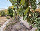 Felújítandó, de stabil parasztház Poroszlón!