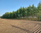 Eladó telek/földterület Hajdúnánás 12 875 000 Ft