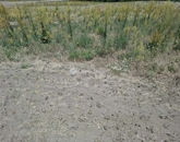 Eladó telek/földterület Újszilvás 3 900 000 Ft