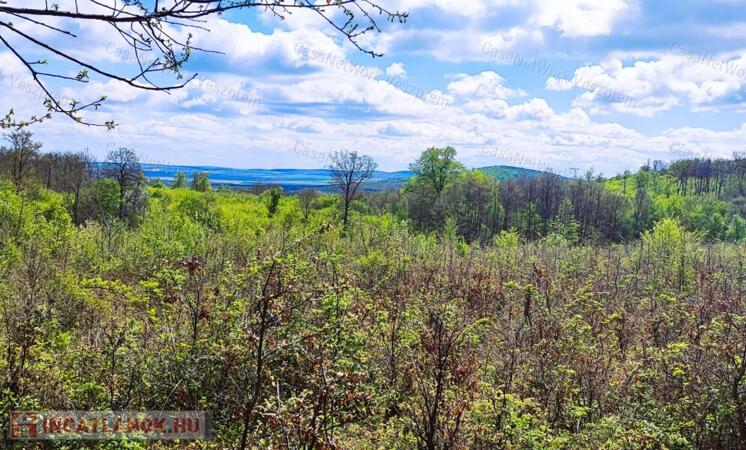 Eladó erdő Szentgál közelében