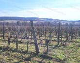 Nivegy - völgy domboldalában