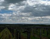 Eladó panorámás szőlőterület Szentantalfán! 1,2ha!