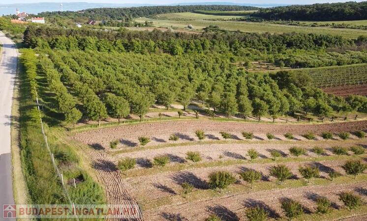 BEÉPÍTHETŐ Gyümölcsös Eladó Zánkán!                                 