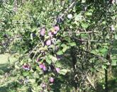 Eladó 2500 nm-es zártkert Szomód külterületi részén!