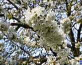 Eladó telek/földterület Balatonlelle 67 900 000 Ft