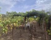 Környe- Homokdűlő eladó szőlőbirtok