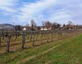 PANORÁMÁS SZŐLŐ A NIVEGY-VÖLGY SZÍVÉBEN SZENTJAKABFÁN