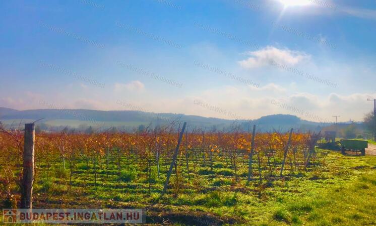 Táj-Panorámás beépíthető szőlős telek ELADÓ                                 