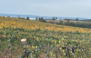 Eladó telek/földterület