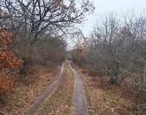 Eladó 1/1 tulajdonú ERDŐ BALATONUDVARIBAN