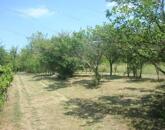 Eladó 2500 nm-es zártkert Szomód külterületi részén!