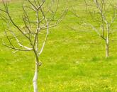 Prémium befektetés-termő terület ELADÓ