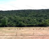 6,2 hektáros (rét) általános mg.-i terület épületekkel, építési engedéllyel