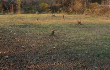 Eladó telek/földterület