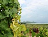 Kivételes lehetőség - építési telek Balatonfüreden