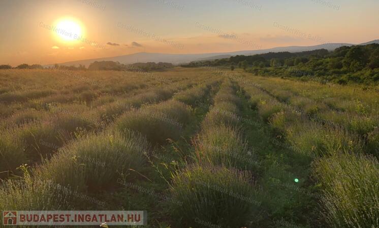 Levendula ültetvény a Balaton-felvidéken                                 