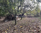 Eladó családi ház Szalánta 42 900 000 Ft