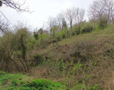 Eladó telek/földterület Zalaszentgrót 500 000 Ft