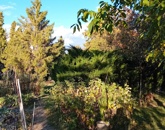 Eladó telek/földterület Pomáz 55 000 000 Ft