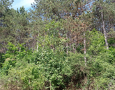 Eladó telek/földterület Litér 3 400 000 Ft
