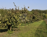 Eladó telek/földterület Péteri 11 000 000 Ft