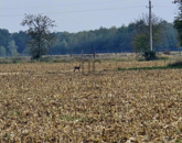 Eladó telek/földterület Felsőmarác 11 500 000 Ft