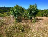Dörgicsei mezőgazdasági terület az óriás tölgyfasor mentén