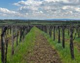 Eladó panorámás szőlőterület Szentantalfán! 1,2ha!