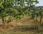 PANORÁMÁS SZŐLŐ - GYÜMÖLCSÖS TERÜLET KIS FAHÁZZAL
