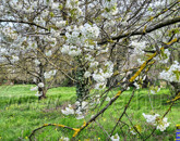 Eladó telek/földterület Balatonlelle 67 900 000 Ft