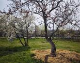 Eladó építési telek Csopakon