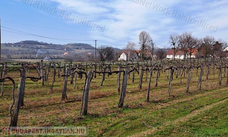 PANORÁMÁS SZŐLŐ A NIVEGY-VÖLGY SZÍVÉBEN SZENTJAKABFÁN                                 