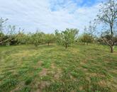 Eladó gyümölcsös Törökszentmiklós-Súrjányban!