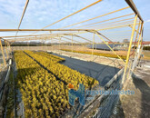 Eladó ipari ingatlan Balogunyom 350 000 000 Ft