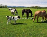 Eladó családi ház Egerág 159 000 000 Ft