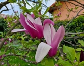 Kiadó lakás Pécs 130 000 Ft