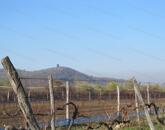 Szőlőültetvény a Belső-tó közelében