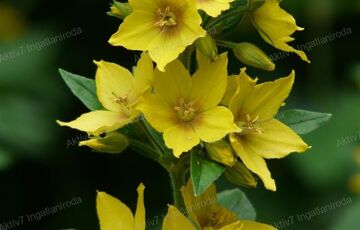 Eladó telek/földterület