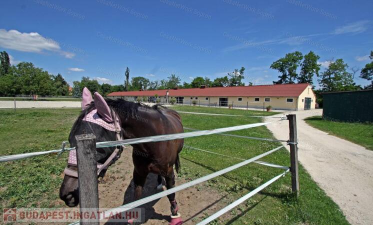 9 hektáros birtok Sopron közelében eladó                                 