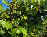 Eladó szőlőterület Zánkán