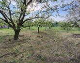 Eladó gyümölcsös Törökszentmiklós-Súrjányban!