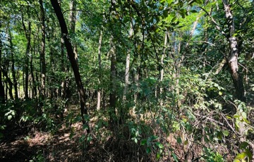 Eladó telek/földterület