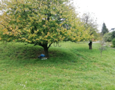 Eladó telek/földterület Zalaegerszeg 10 000 000 Ft