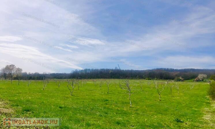 Prémium befektetés-termő terület ELADÓ