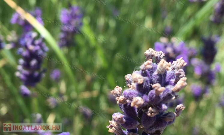 Belváros szívében