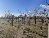 Eladó telek/földterület Hásságy 4 500 000 Ft