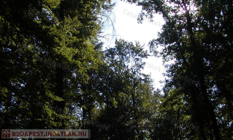 ERDŐ a Balaton-felvidéken, Balatonakali keleti oldalán.                                 