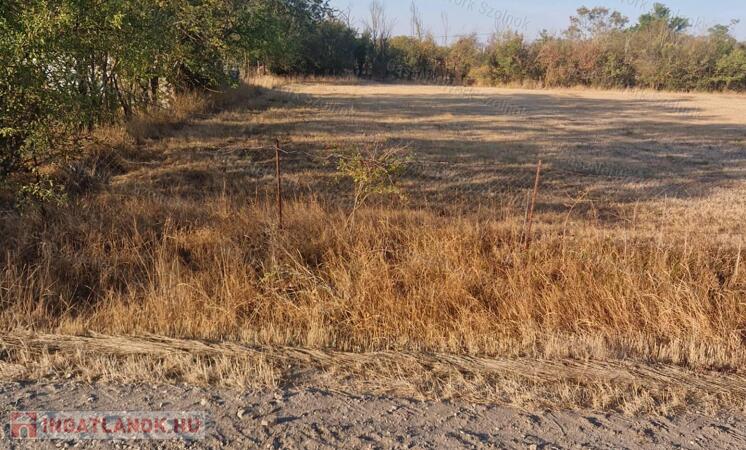 ELADÓ Szászberek Alsó-tanyán 2623 m2 külterületi besorolású tanya