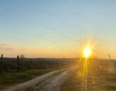 Szőlővel telepített építhető kertes mezőgazdasági terület