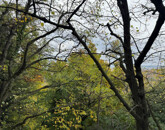 Eladó telek/földterület Kőszeg 39 500 000 Ft